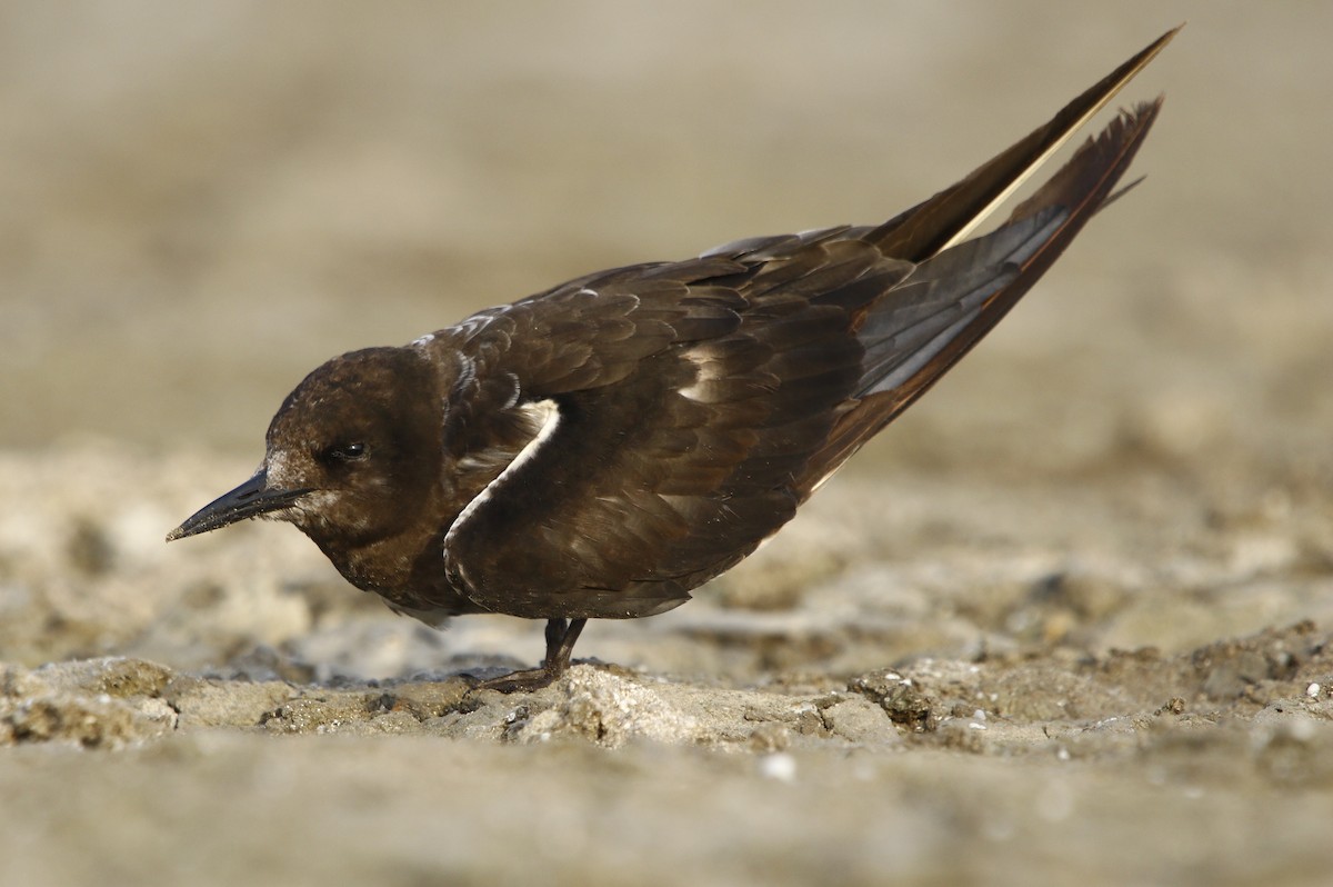 Sooty Tern - ML593321711