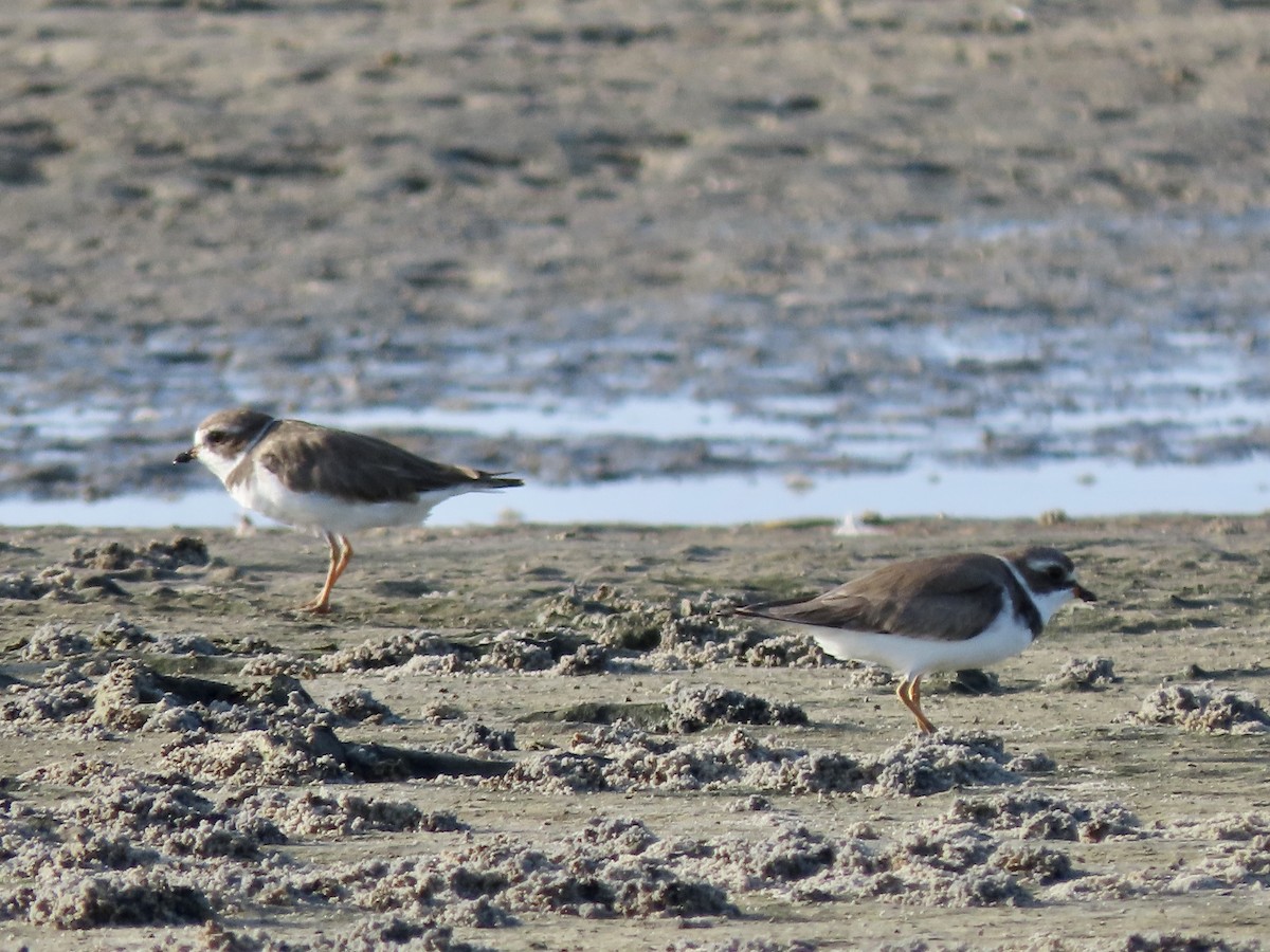 Semipalmated Plover - ML593322171