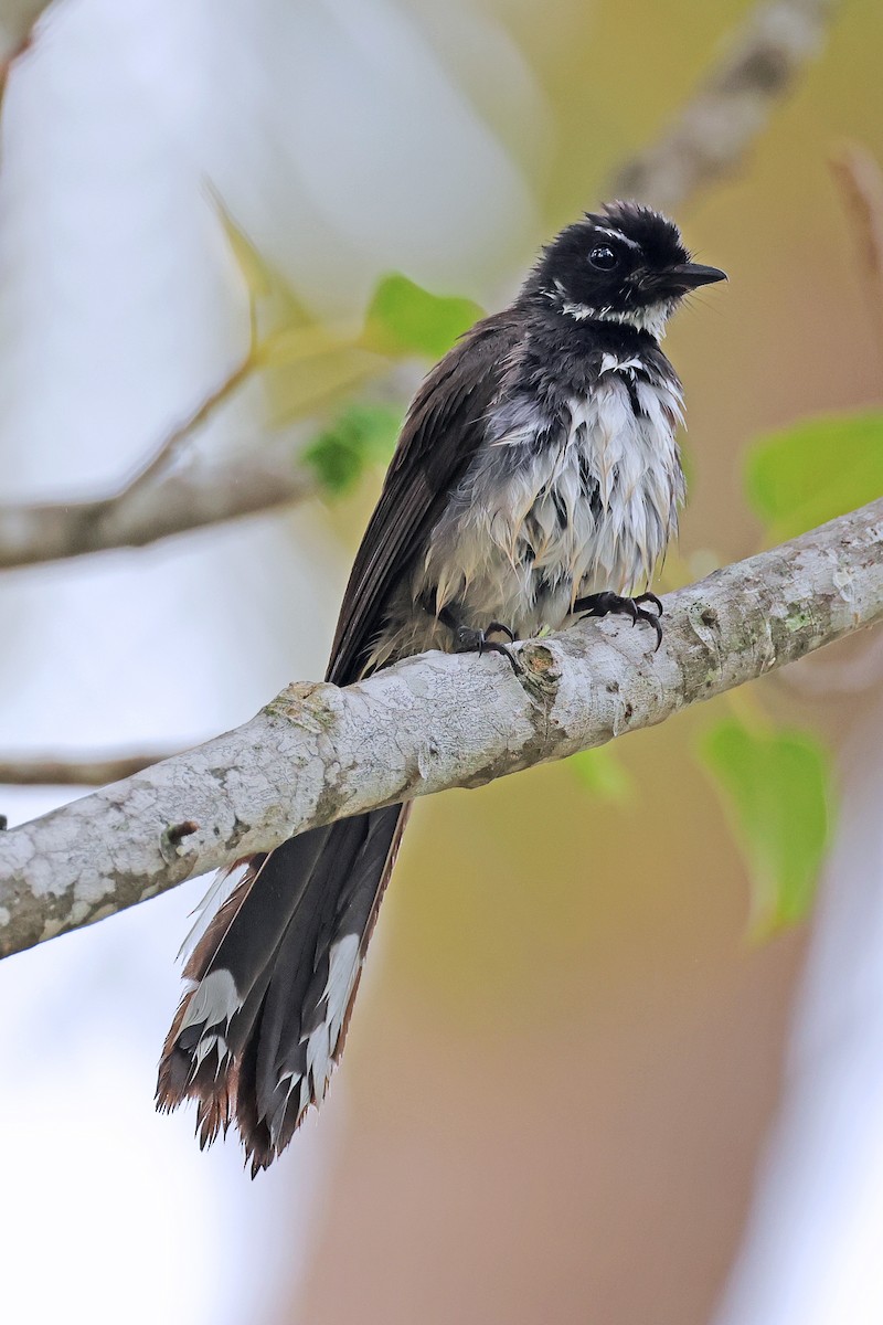 Malaysian Pied-Fantail - ML593323451