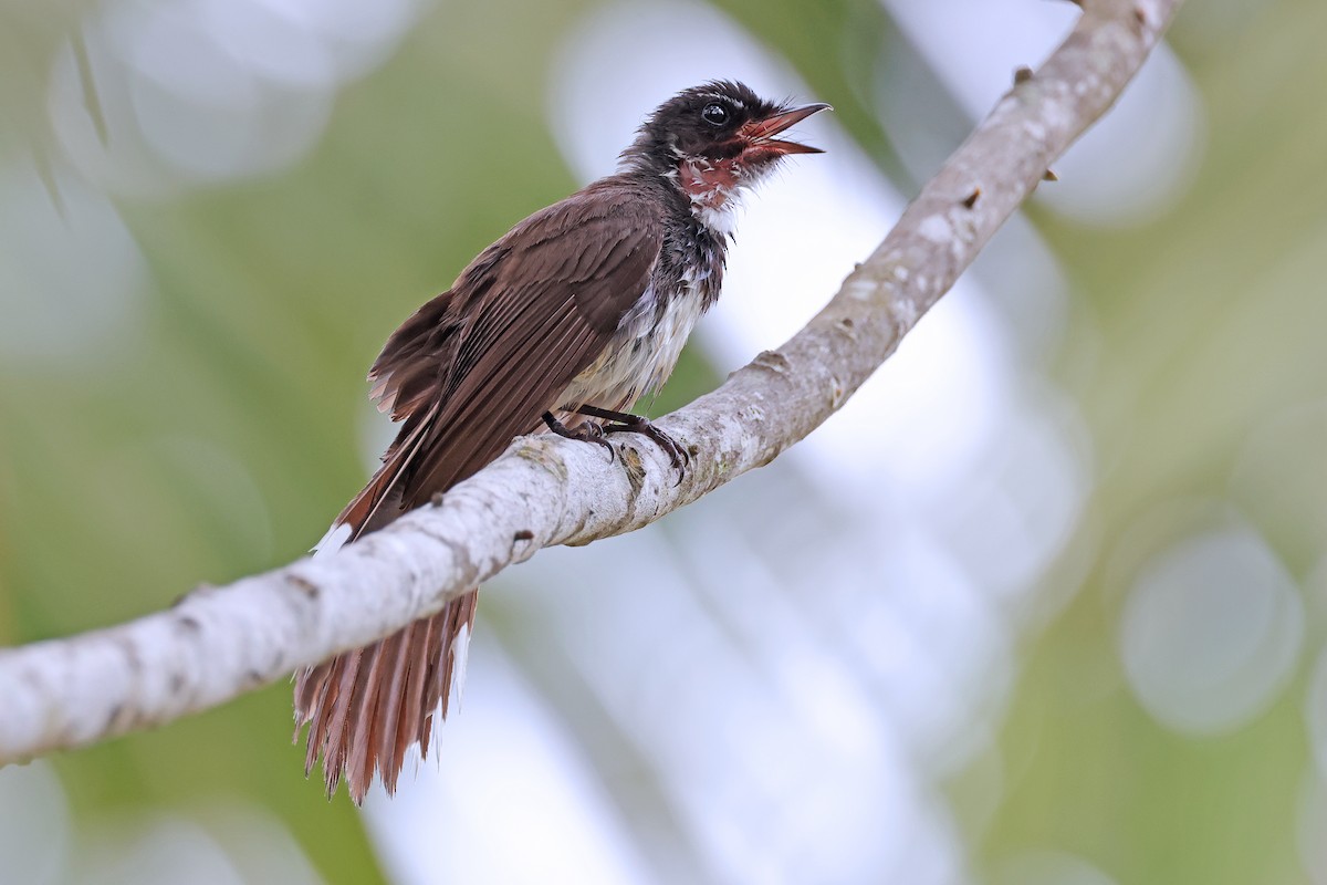 Malaysian Pied-Fantail - ML593323461