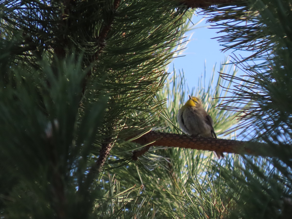 Grace's Warbler - ML593323801