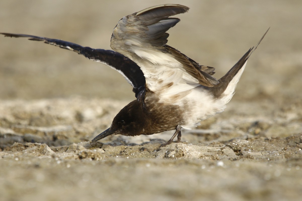 Sooty Tern - ML593324171