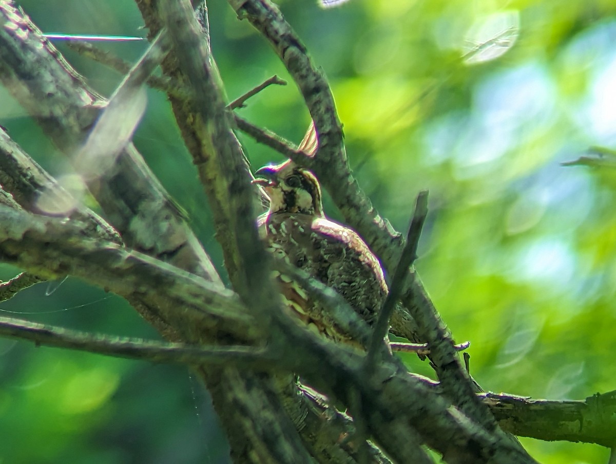 Crested Bobwhite (Crested) - ML593325351