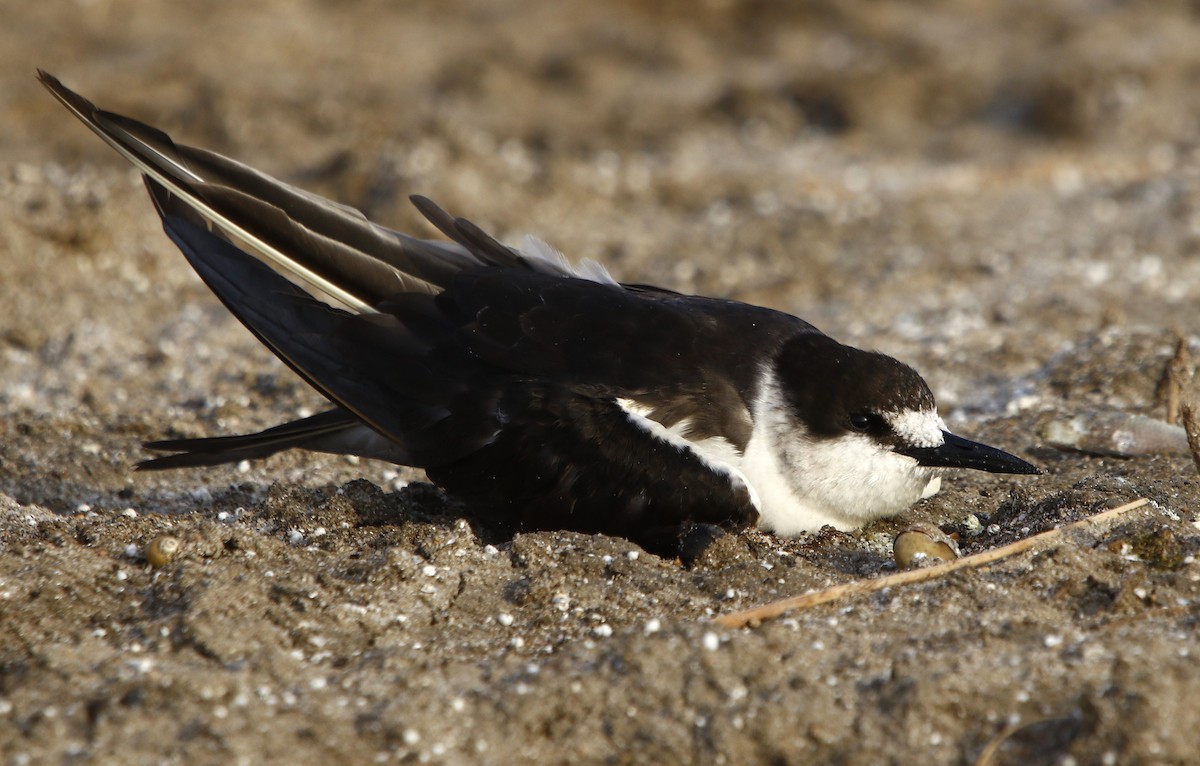 Sooty Tern - ML593325651