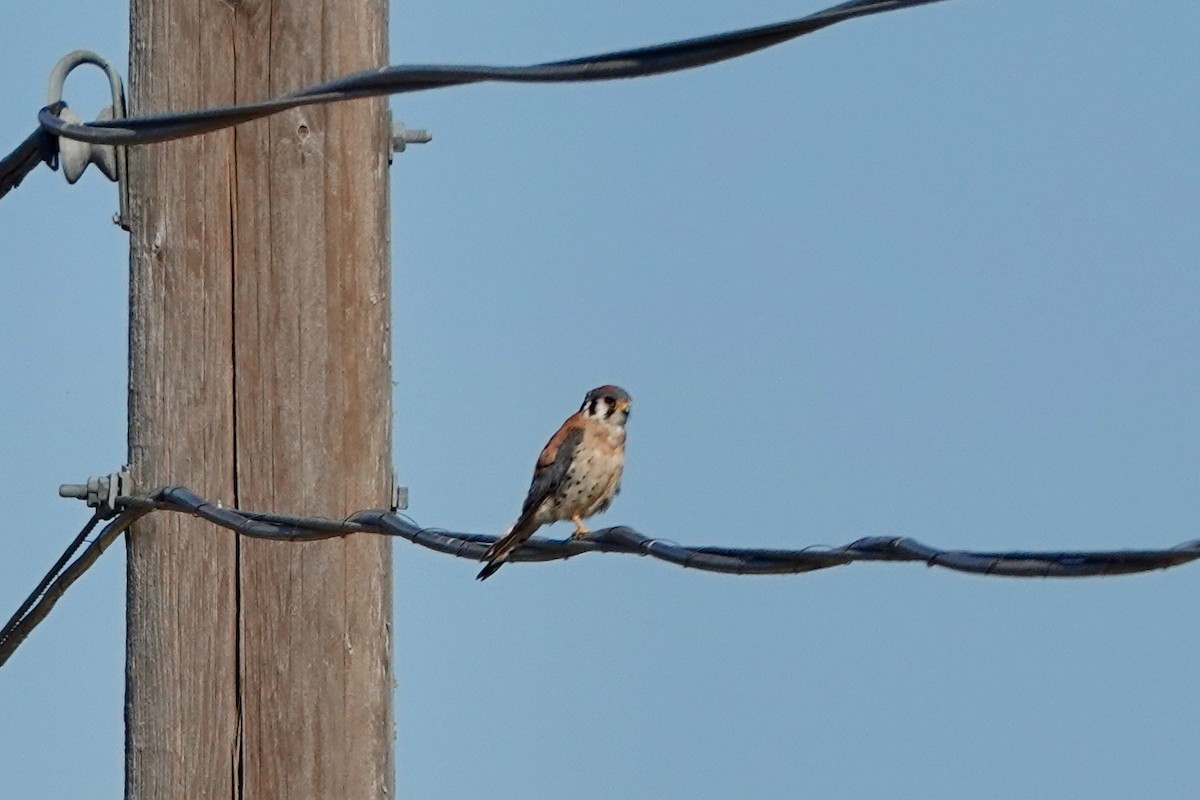 American Kestrel - ML593326091