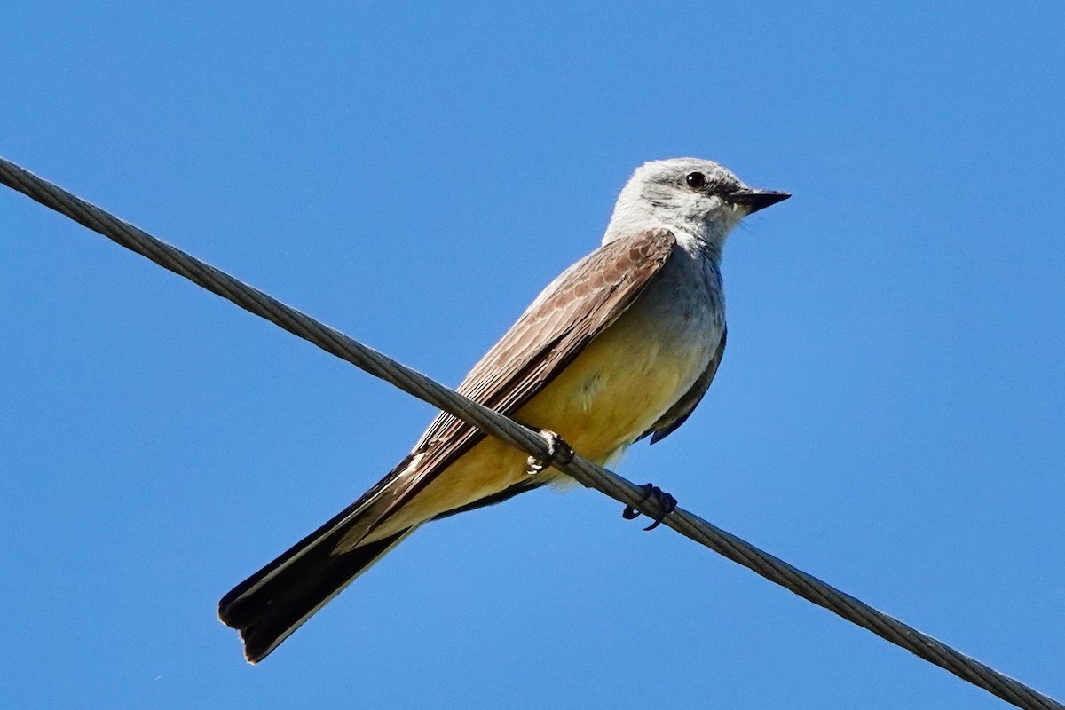 Western Kingbird - ML593326161