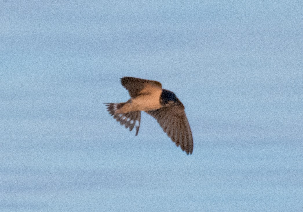 Barn Swallow - ML593326191