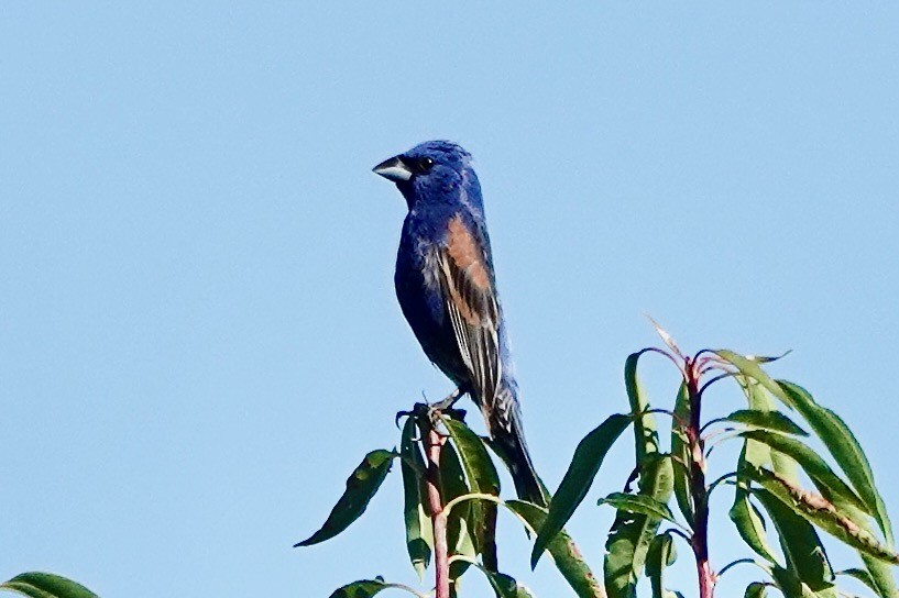 Guiraca bleu - ML593326351