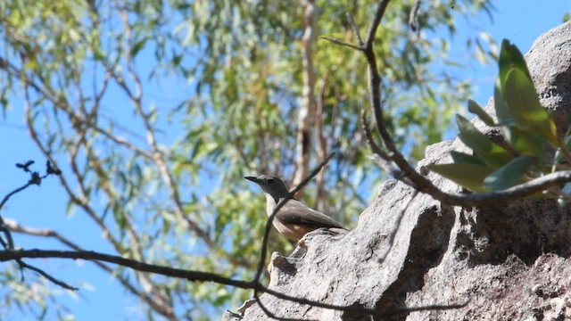 Sandstone Shrikethrush - ML593326531