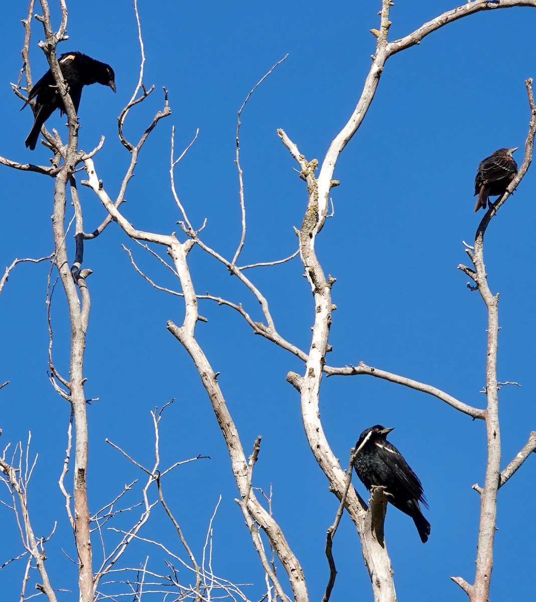 Tricolored Blackbird - ML593326841