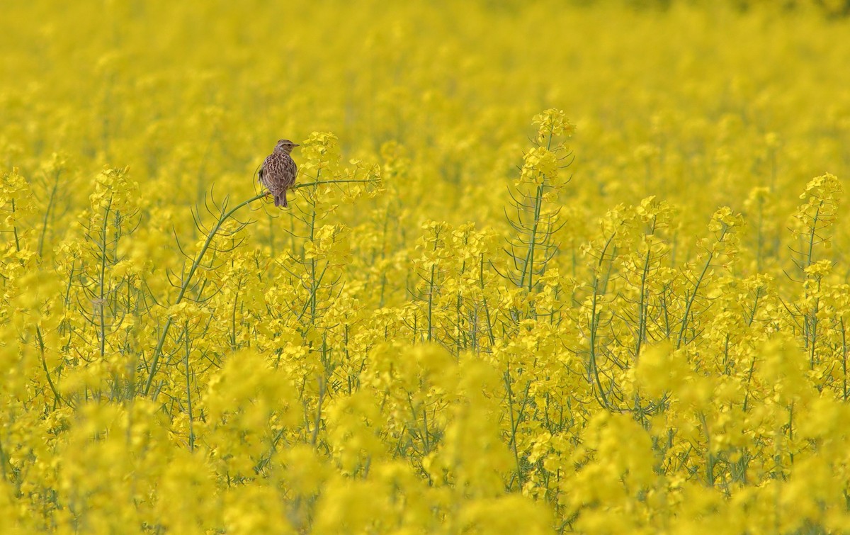 Eurasian Skylark - ML593326911