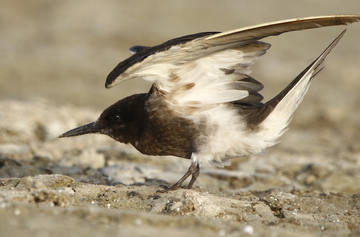 Sooty Tern - ML593327371