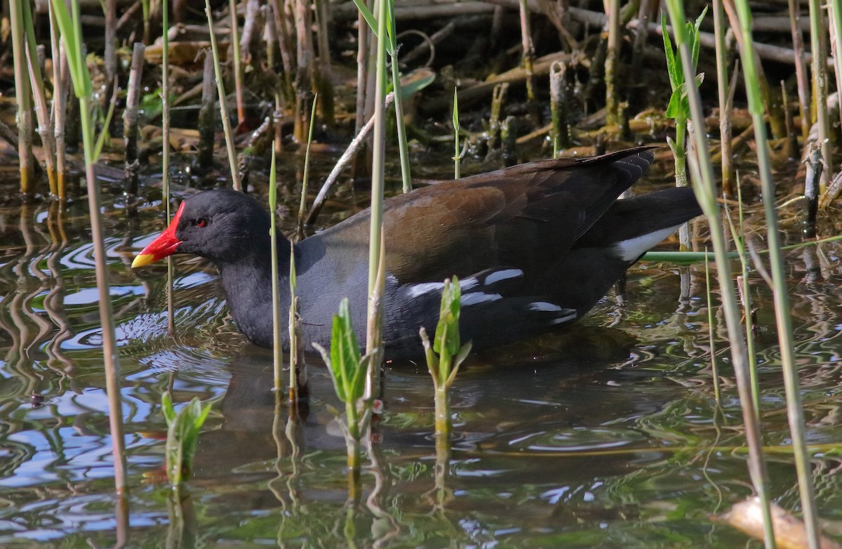 Eurasian Moorhen - ML593327871