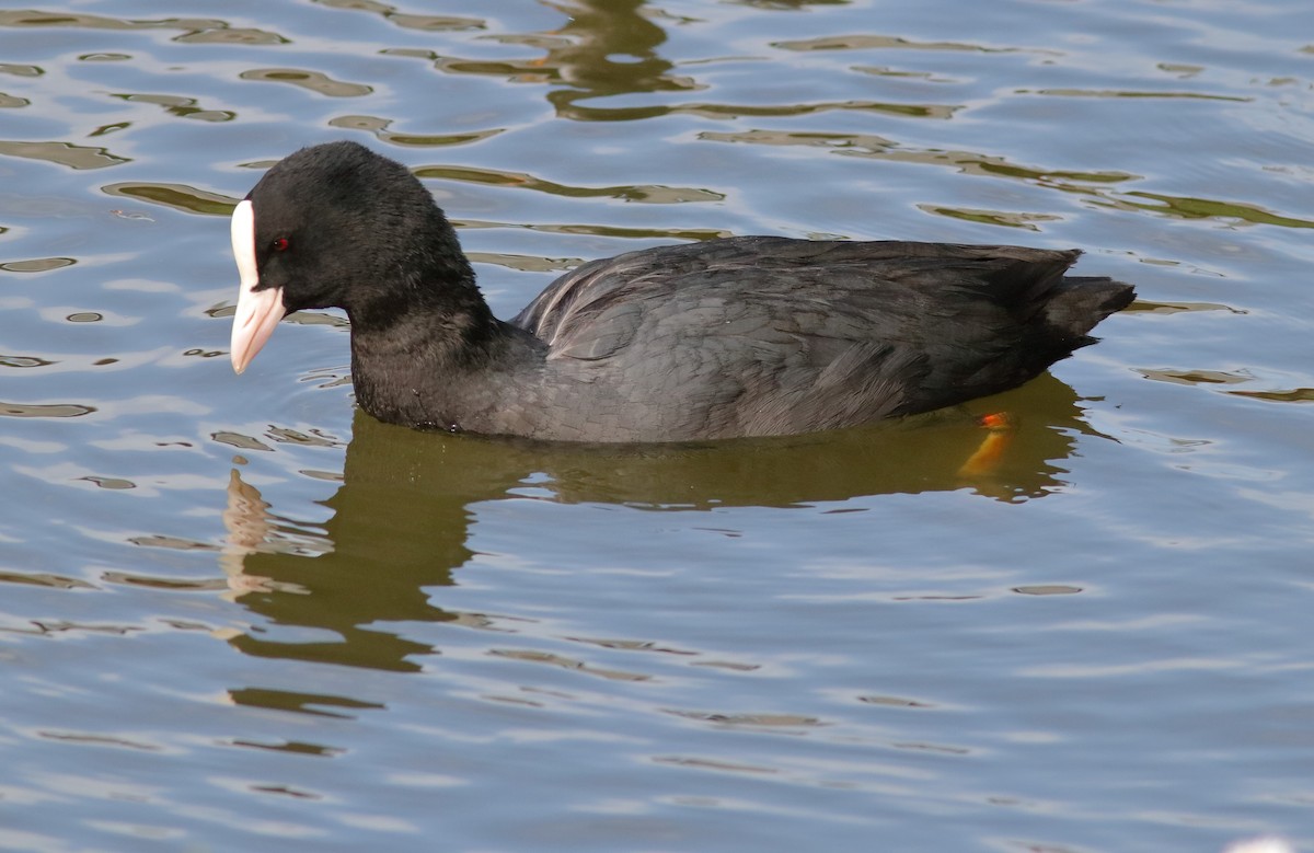 Eurasian Coot - ML593327921