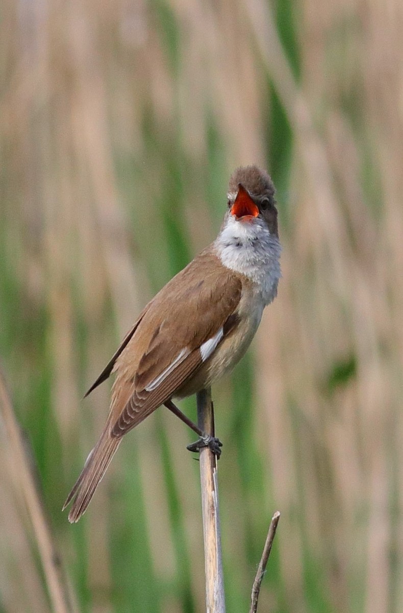 Great Reed Warbler - ML593328031