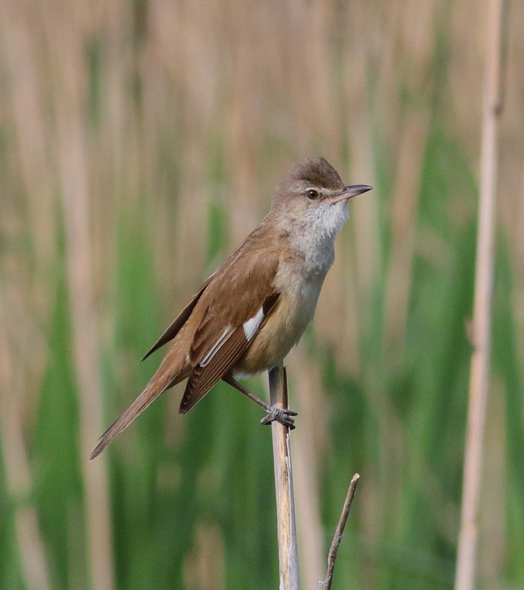Great Reed Warbler - ML593328041