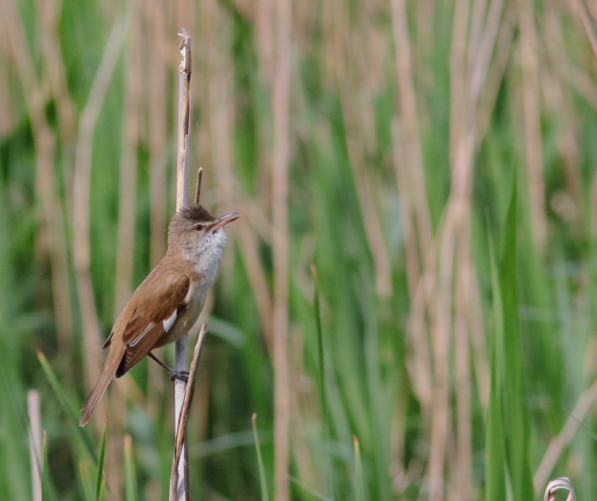 Great Reed Warbler - ML593328051