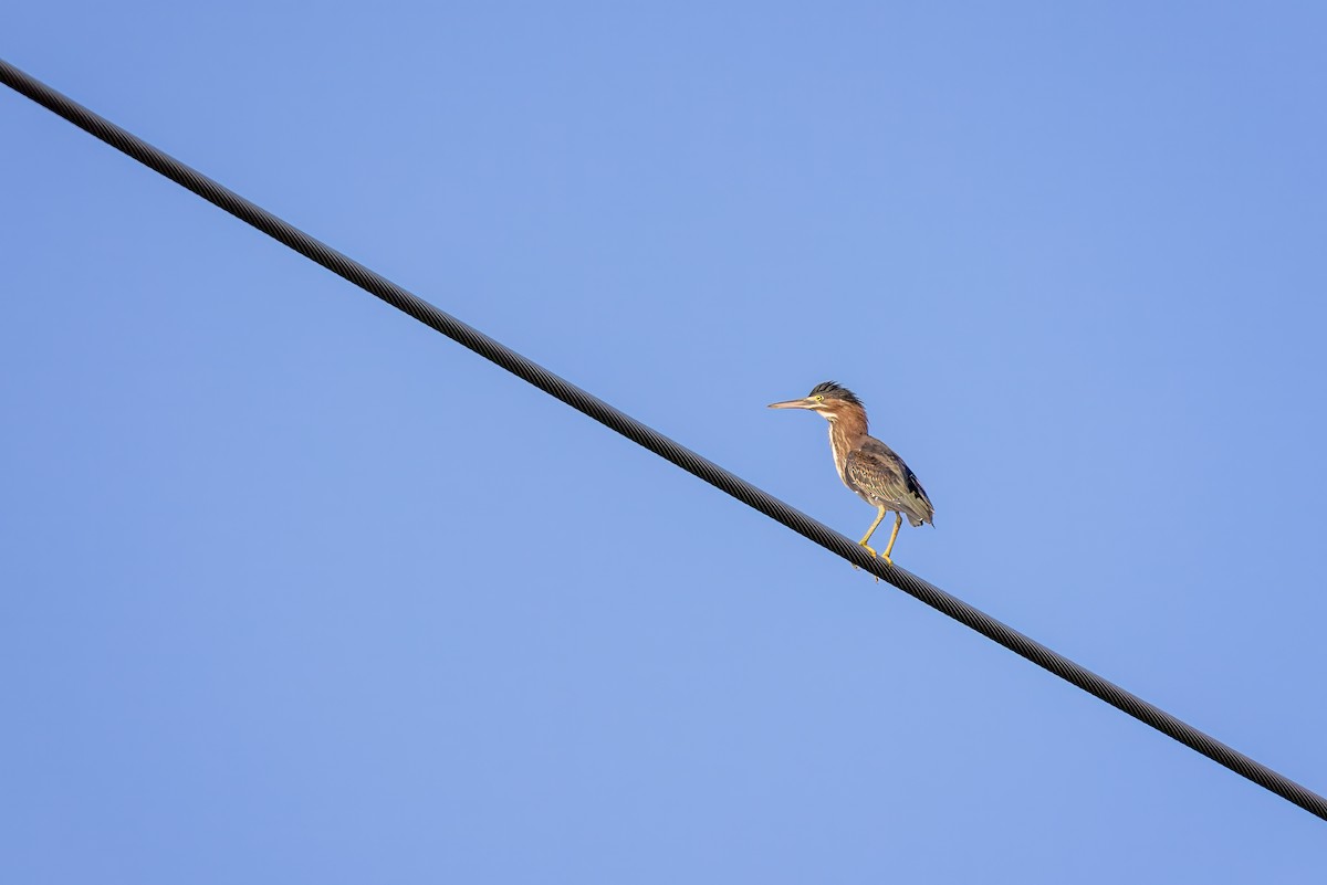 Green Heron - ML593328521