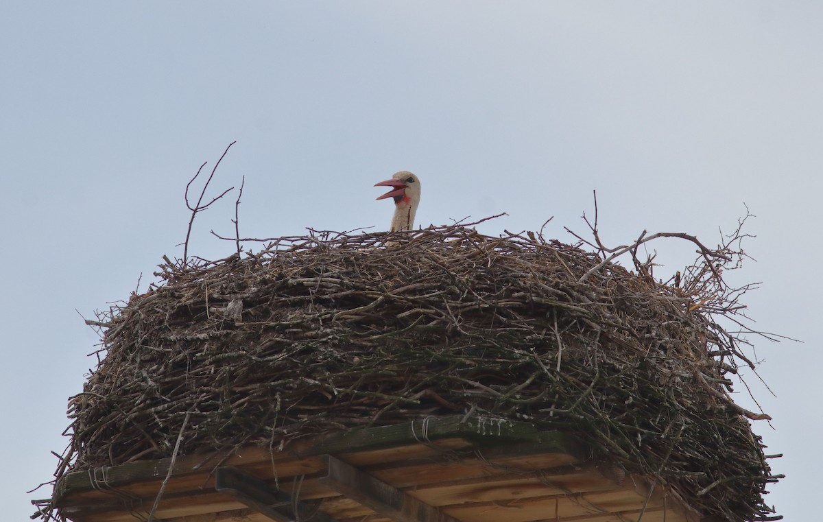 White Stork - ML593329321