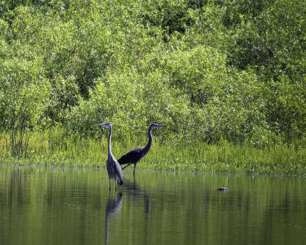 Great Blue Heron - ML593329451