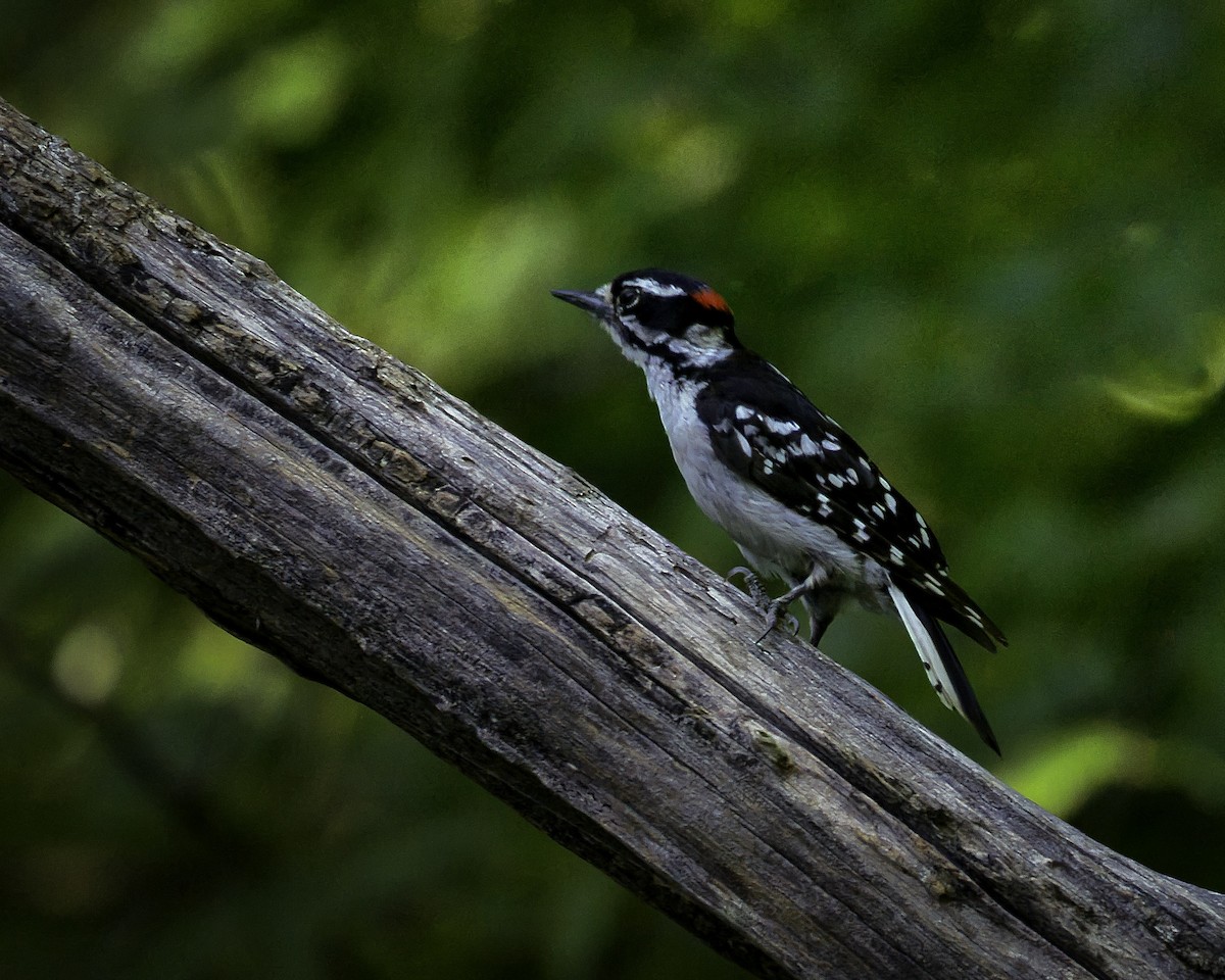 Downy Woodpecker - ML593329521