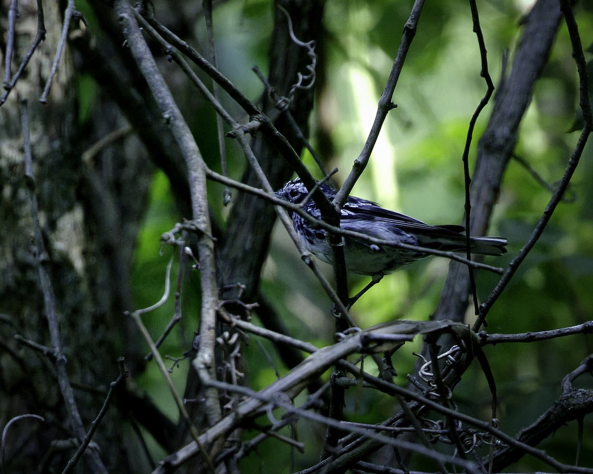 Black-and-white Warbler - ML593329621