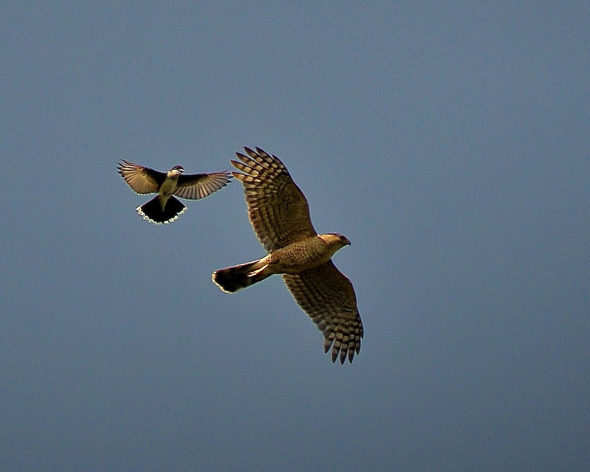 Cooper's Hawk - ML593330571