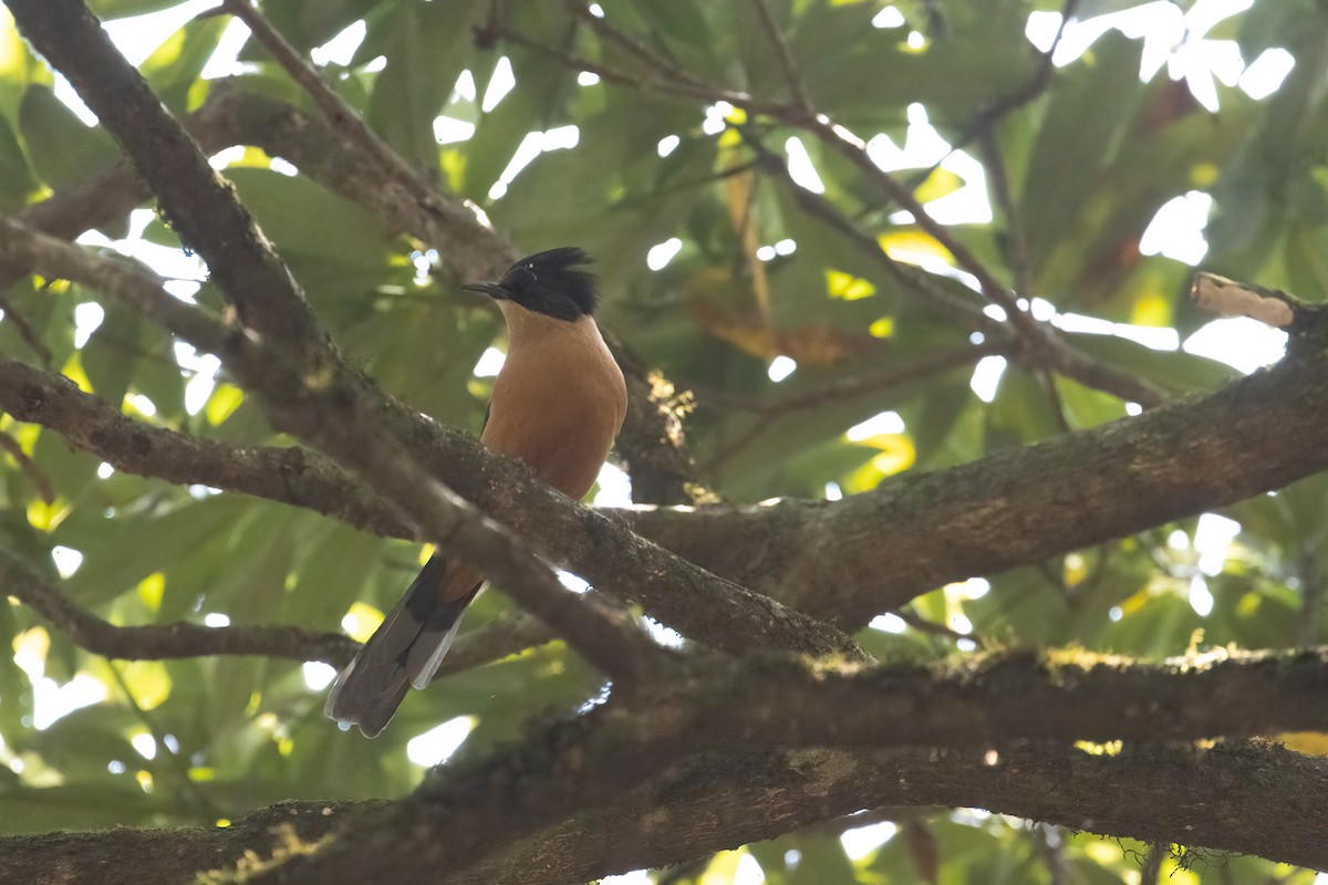 Rufous Sibia - Kalpesh Krishna