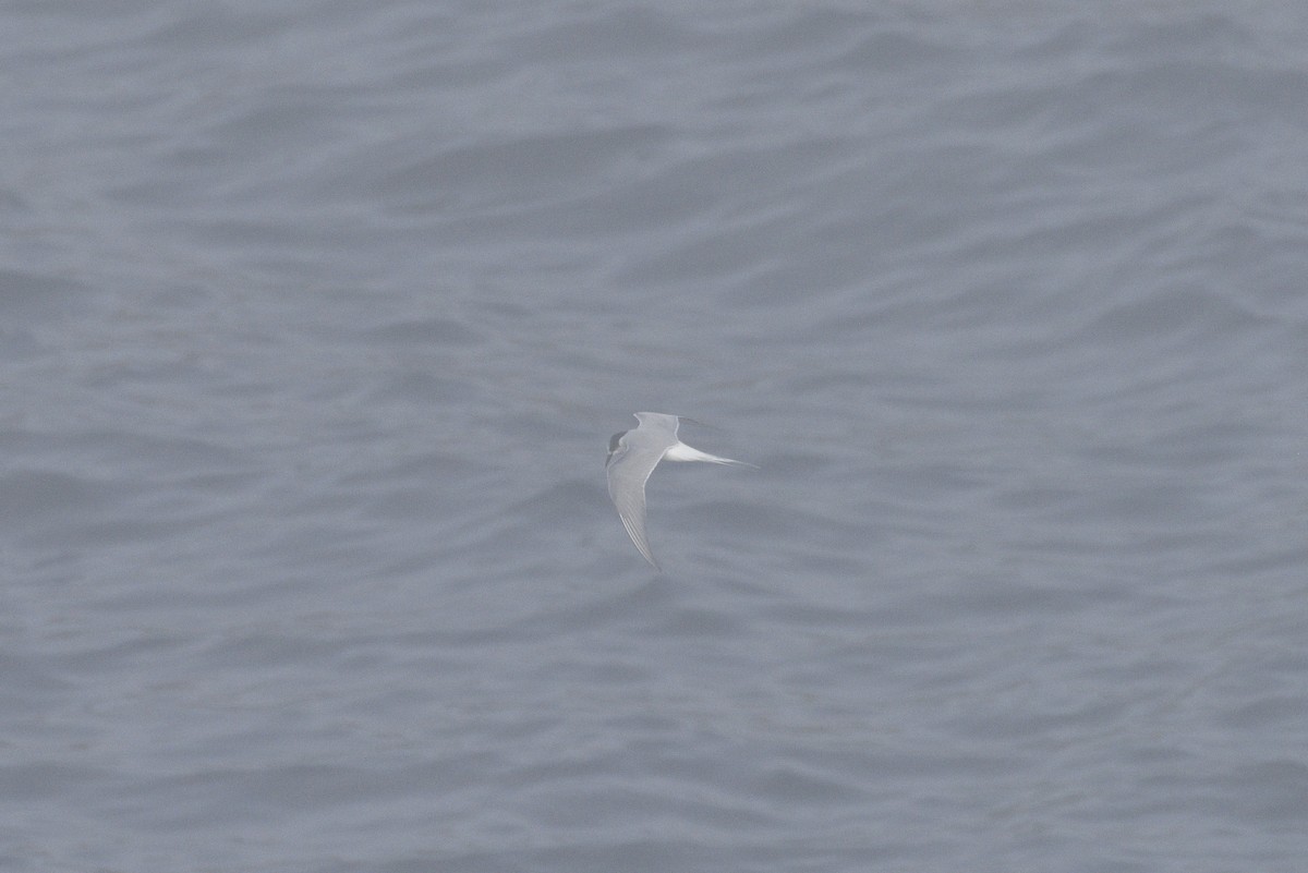 Arctic Tern - ML593331331