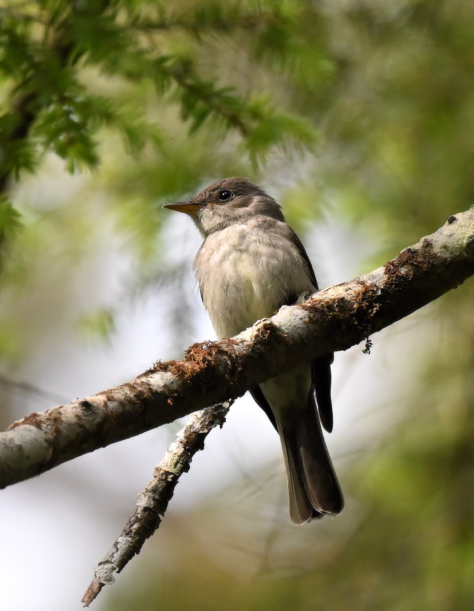 Eastern Wood-Pewee - ML593331391