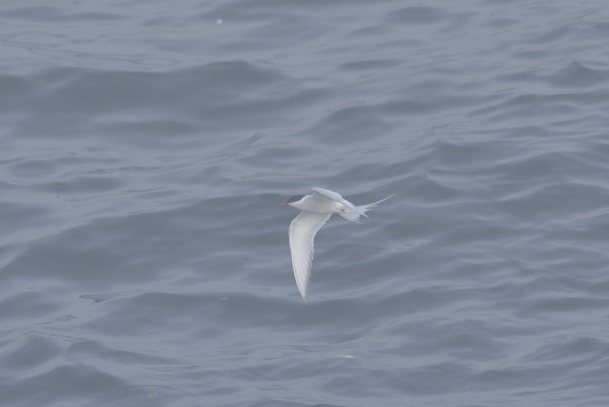 Arctic Tern - ML593331741