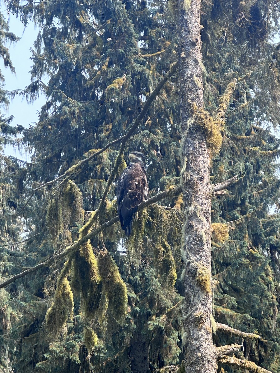 Bald Eagle - ML593332361