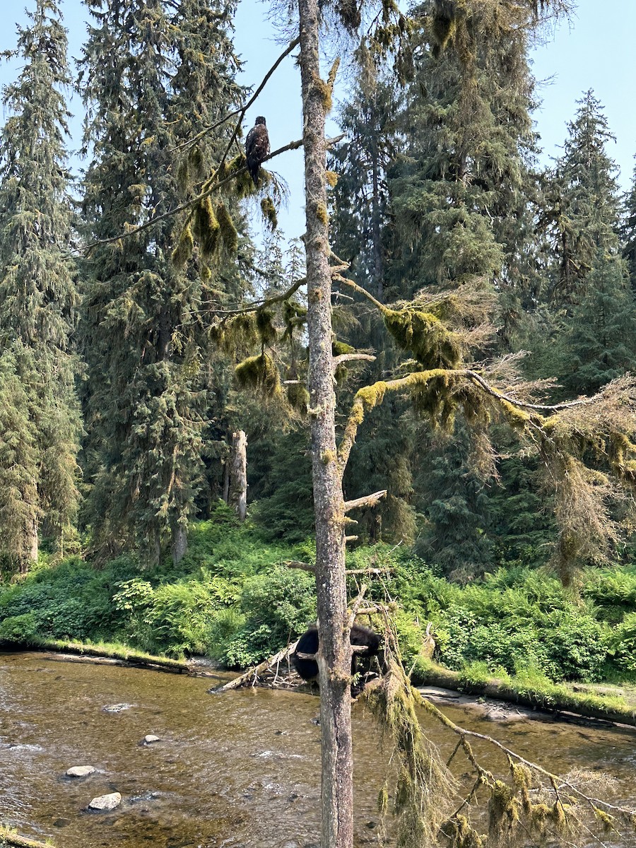 Bald Eagle - ML593332371