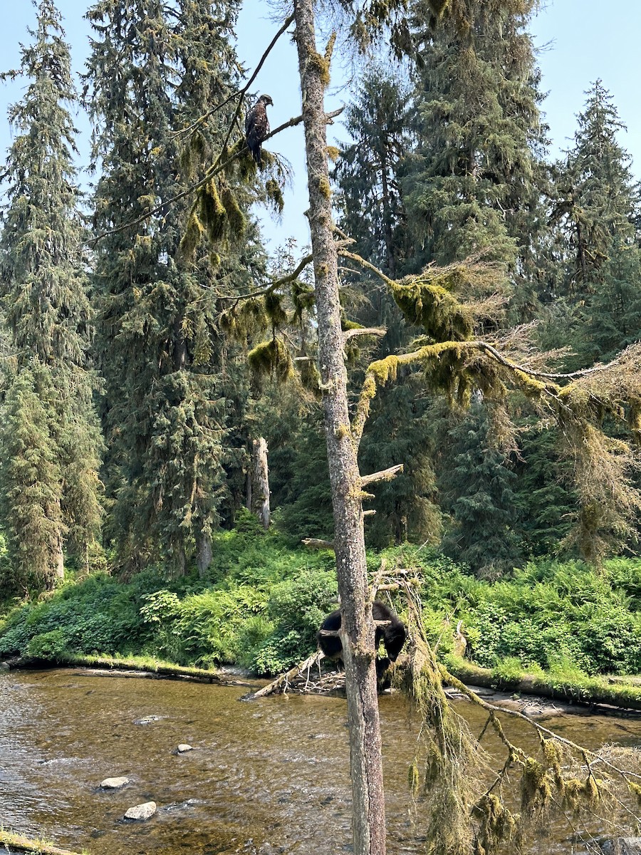Bald Eagle - ML593332381