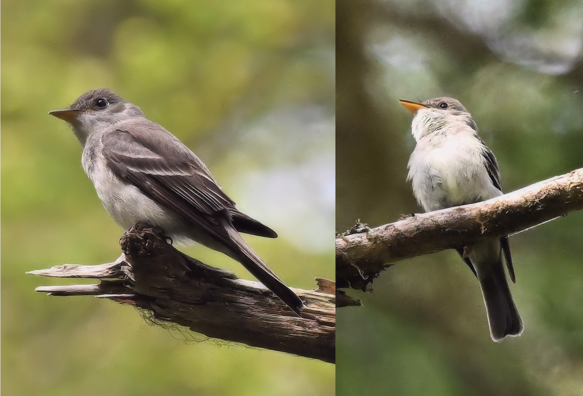 Eastern Wood-Pewee - ML593332721