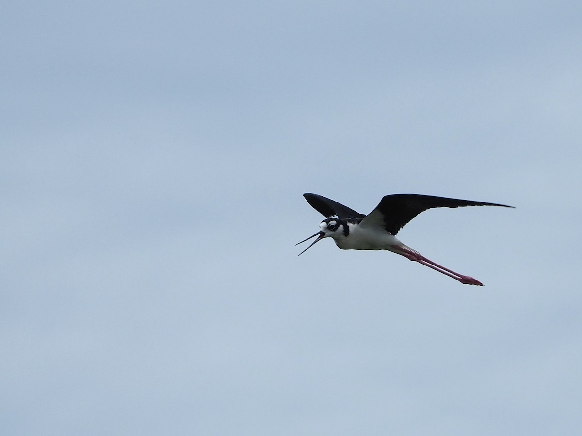 Black-necked Stilt - ML593333491