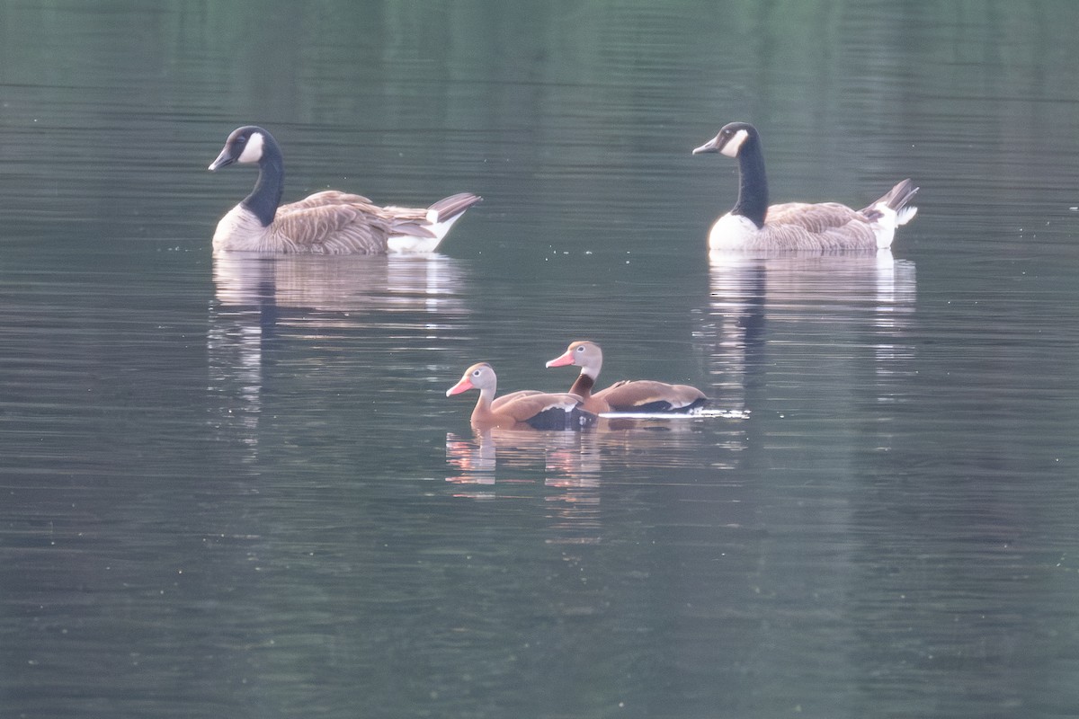 Black-bellied Whistling-Duck - ML593333541