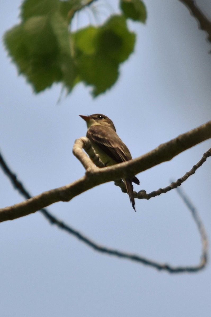 Eastern Wood-Pewee - ML59333481