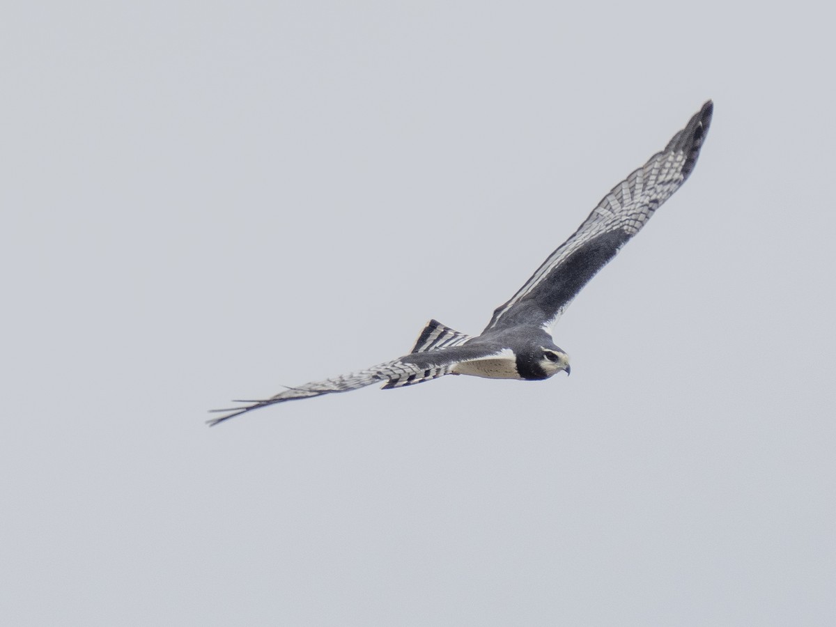 Long-winged Harrier - Steven Hunter