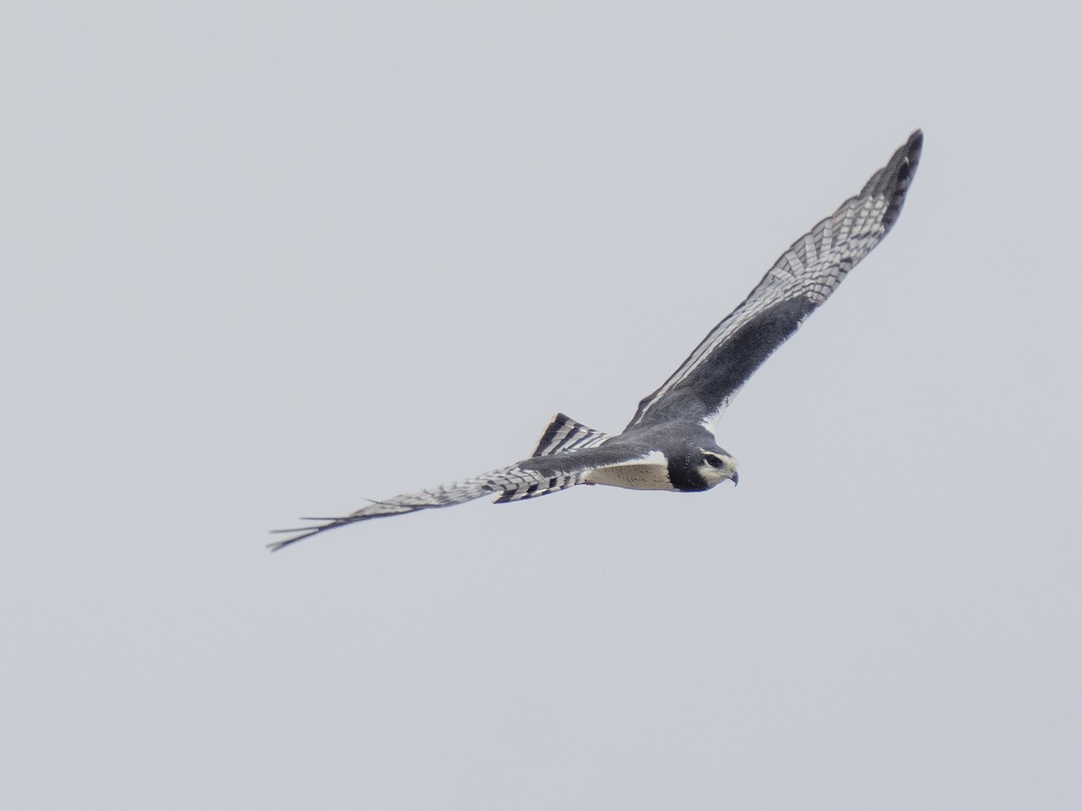 Long-winged Harrier - ML593335721