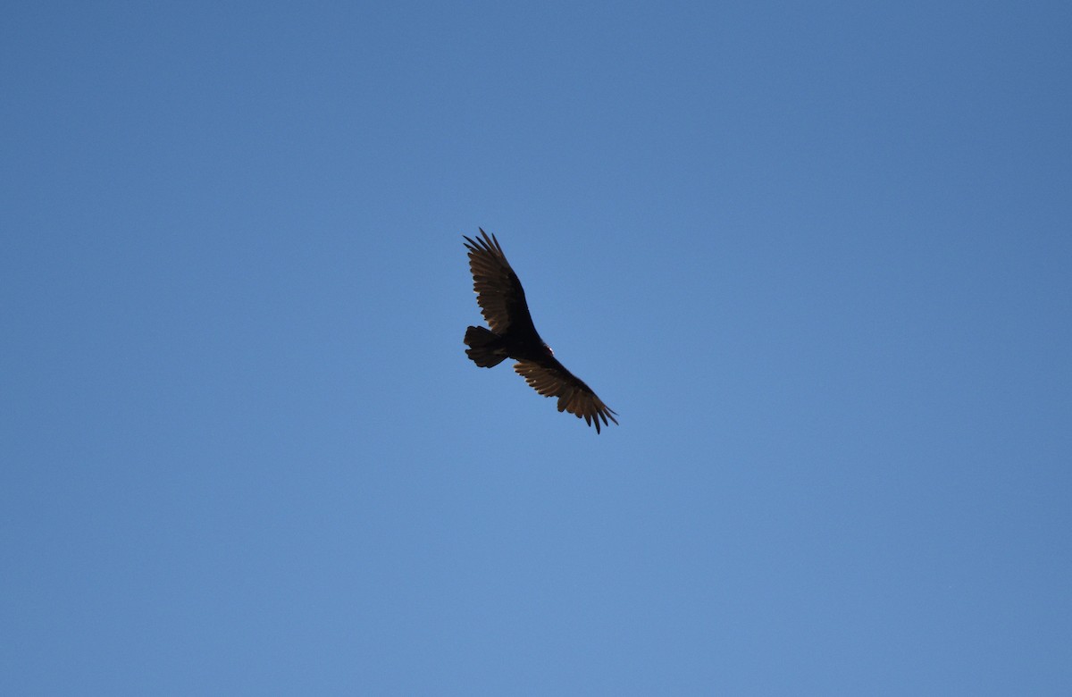 Turkey Vulture - ML593335731