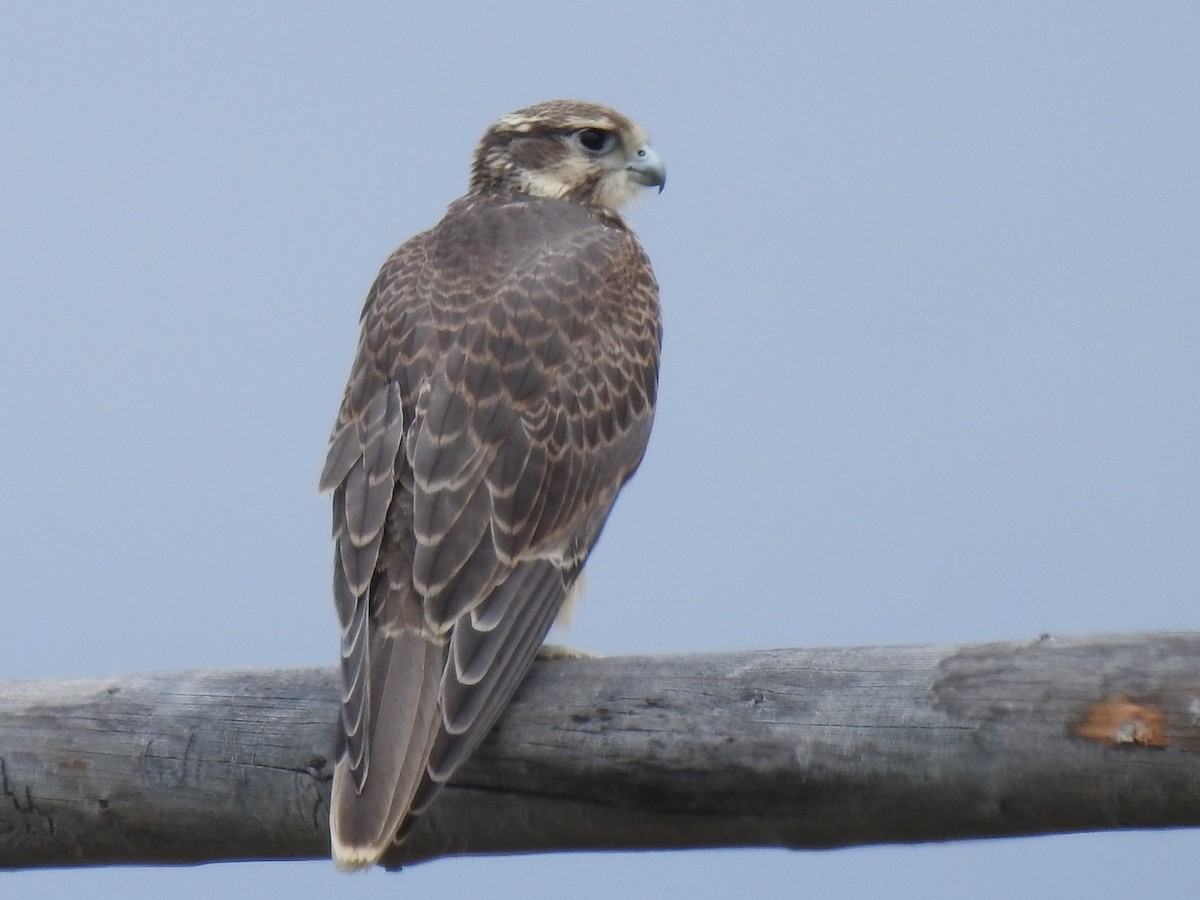 Prairie Falcon - ML593335911