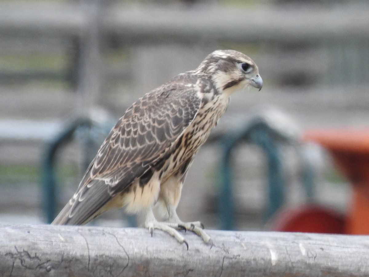 Prairie Falcon - ML593335981