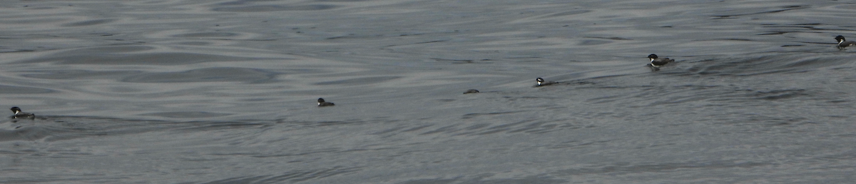 Guillemot à cou blanc - ML593336681