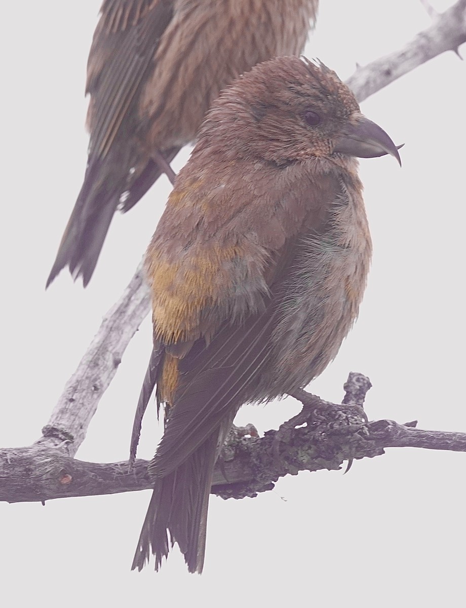 Red Crossbill - ML593337251