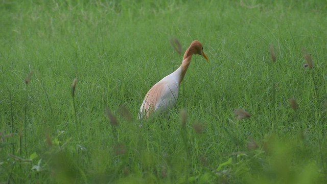 Eastern Cattle Egret - ML593337351