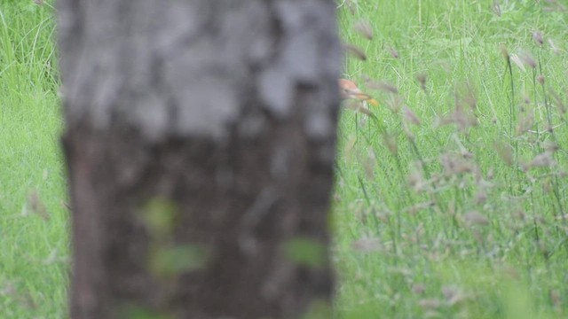 Eastern Cattle Egret - ML593337401