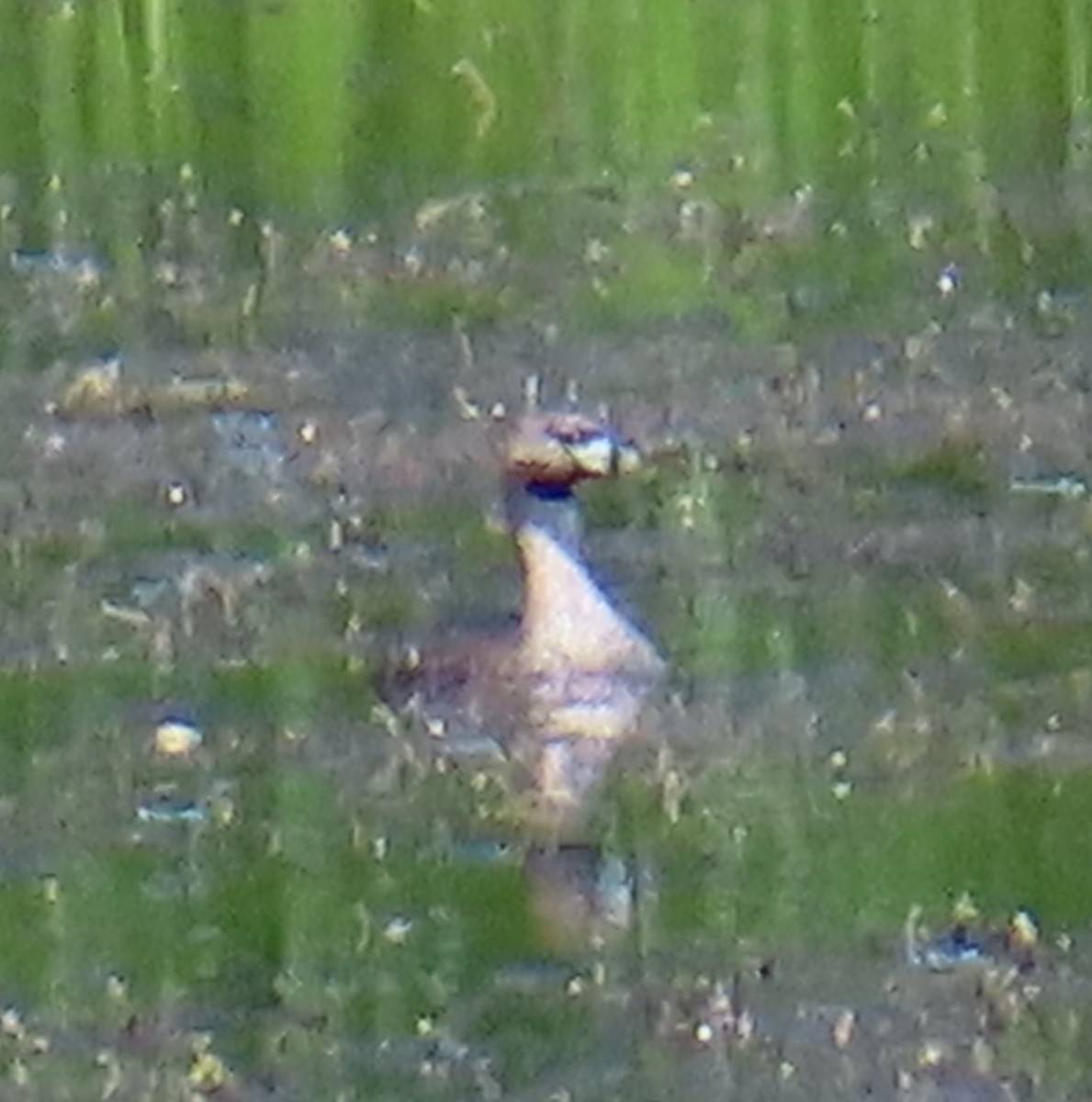 Pied-billed Grebe - ML593337461