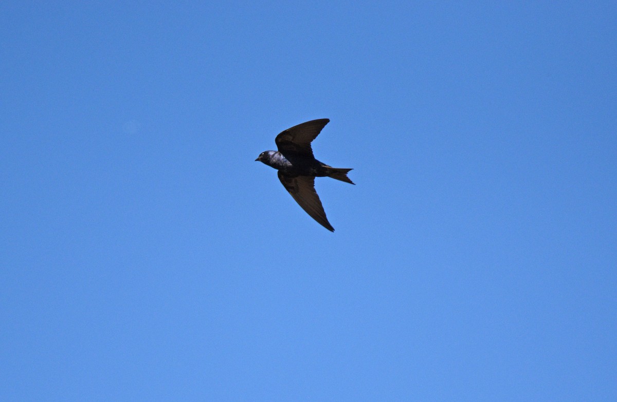 Purple Martin - ML593338341