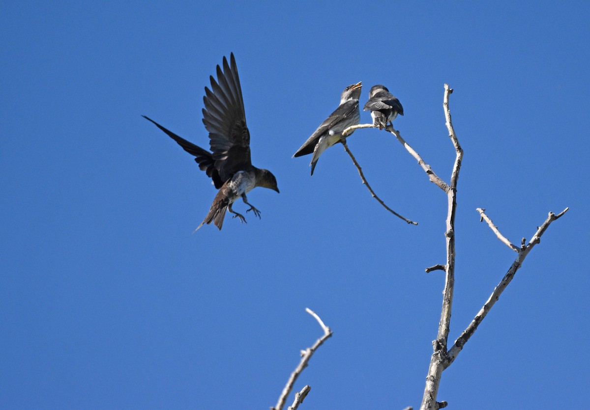 Violet-green Swallow - ML593339311